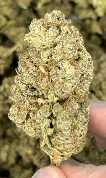 MIMOSA – Kanapių žiedai